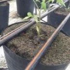 Nova técnica dobra produção de tomate e acaba com doenças do solo