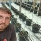 Nova técnica dobra produção de tomate e acaba com doenças do solo