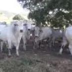 Sistema inovador ajuda pecuaristas a manter produção durante a seca