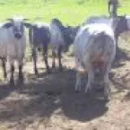 Sistema inovador ajuda pecuaristas a manter produção durante a seca