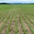 O pre�o da pressa: Quando falta planejamento, o agro sai perdendo