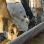 Como melhorar o uso do milho na alimenta��o do gado confinado