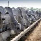 Como melhorar o uso do milho na alimenta��o do gado confinado