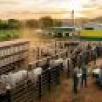 Tributação de cooperativas: STF pode mudar as regras e afetar o agronegócio