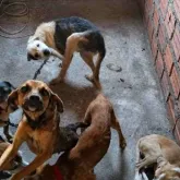 Homem preso por suspeita de aplicar inje��es em c�es sem ser veterin�rio em Feira de Santana
