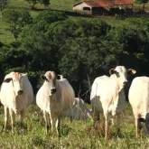 China conseguir� produzir toda a carne que precisa?