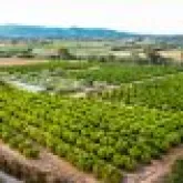 Exporta��o recorde de frutas brasileiras: rastreabilidade vira passaporte para o mercado internacional