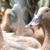 Nova lei pro�be a produ��o e venda de foie gras no Brasil
