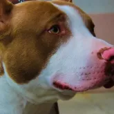 Homem quebra casa dos pais e usa pitbull para atacar policiais em MT