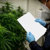 Cannabis medicinal vira caso de pol�cia no Cear� e exp�e despreparo das autoridades