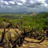 Edital de R$ 60 milh�es abre sele��o para recuperar a Caatinga