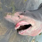 Tubar�o gigante de 3,6 metros fecha praia e causa p�nico no Canal da Mancha