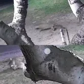 On�a-pintada ataca cachorro no quintal de casa minutos ap�s fam�lia chegar de festa em cidade do Pantanal