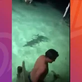 Turistas fogem de crocodilo durante banho noturno em Belize; v�deo mostra resgate por pouco