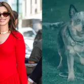Fim da Rua: Cachorro morre no filme? Anne Hathaway responde a preocupa��o dos f�s