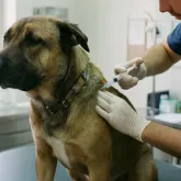 Agosto � o m�s do cachorro louco: entenda os riscos da raiva e saiba como proteger seu animal