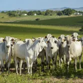 Pecu�ria brasileira cresce e exige rastreabilidade para manter mercados