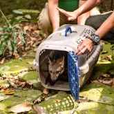 Cachorro-do-mato e macaco s�o soltos na Floresta da Tijuca
