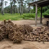 Ministra do MDA visita quebradeiras de coco baba�u no Maranh�o