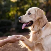 M�dicos-veterin�rios movimentam R$ 12,8 bilh�es e focam em prevenir doen�as em pets e rebanhos