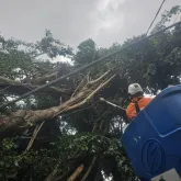 Vento forte derruba �rvores e causa caos no tr�nsito do Rio de Janeiro na manh� de s�bado