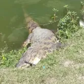 Jacar� de 2 metros � achado morto e peixes apodrecidos na Lagoa Grande de Feira de Santana