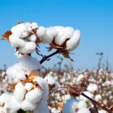 IHARA apresenta produtos para controlar pragas e plantas daninhas do algod�o