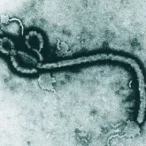 Congo testa vacina contra ebola em �rea mais cr�tica da epidemia