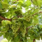 Goi�s lidera crescimento de vin�colas e quase quintuplica a m�dia nacional