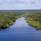 BNDES libera R$ 200 milh�es para plantar �rvores e limpar o ar na Amaz�nia