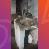 Calor de 42�C em Rondon�polis leva cachorro a tomar banho de tanque sozinho