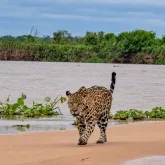 On�a-pintada Ti parece desfilar por praia ap�s falhar em ca�ada a jacar� no Pantanal