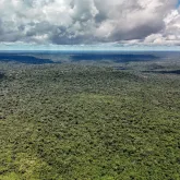 BNDES e instituto do clima se unem para restaurar biomas brasileiros