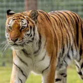 Homem sofre ferimentos graves ap�s escalar muro e cair em �rea de tigres em parque na Inglaterra