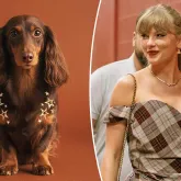 As sardas brilhantes da Taylor Swift agora t�m vers�o para cachorros