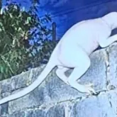 Especialista em OVNIs afirma que criatura misteriosa avistada na fronteira dos EUA pode vir de outra dimens�o