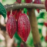 El Ni�o forte amea�a safra de cacau no Brasil e eleva riscos para produtores