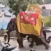 Elefante entra em p�nico e derruba est�tua de deusa de 630 kg durante festival na �ndia