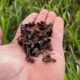Insetos e carrapatos amea�am lucros da pecu�ria e reduzem comida dos bois
