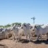 Zoetis participa da Feicorte com equipe t�cnica especializada