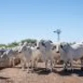 Zoetis participa de evento sobre cria��o de gado no Rio Grande do Sul