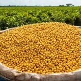 Exporta��es de soja brasileira devem crescer 15% em julho