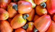 Caju une sabor, sa�de e versatilidade na alimenta��o di�ria