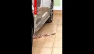 Mulher encontra cobra jiboia dentro do pr�prio carro em Cuiab�