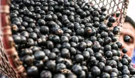 China facilita venda de polpas e frutas congeladas do Brasil