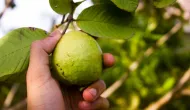 China facilita venda de polpas e frutas do Brasil em meio a briga com os EUA