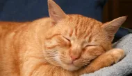 Mutir�o gratuito de castra��o de c�es e gatos continua no interior de SP