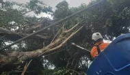 Vento forte derruba �rvores e causa caos no tr�nsito do Rio de Janeiro na manh� de s�bado