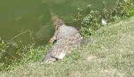 Jacar� de 2 metros � achado morto e peixes apodrecidos na Lagoa Grande de Feira de Santana