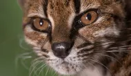 Mist�rio na Bol�via: Novo felino 'estranho' � descoberto em estrada e muda hist�ria da biologia